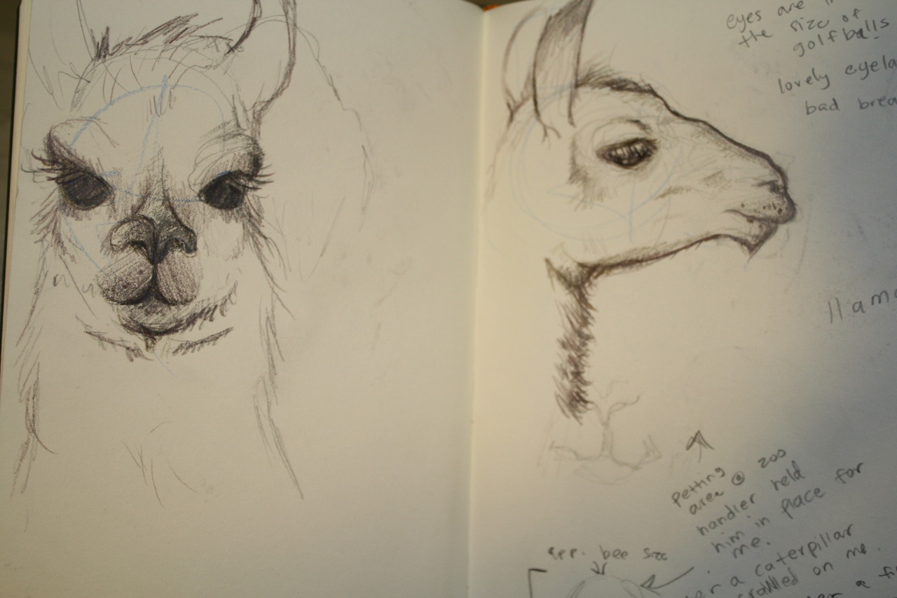 Zoo Sketch 2013